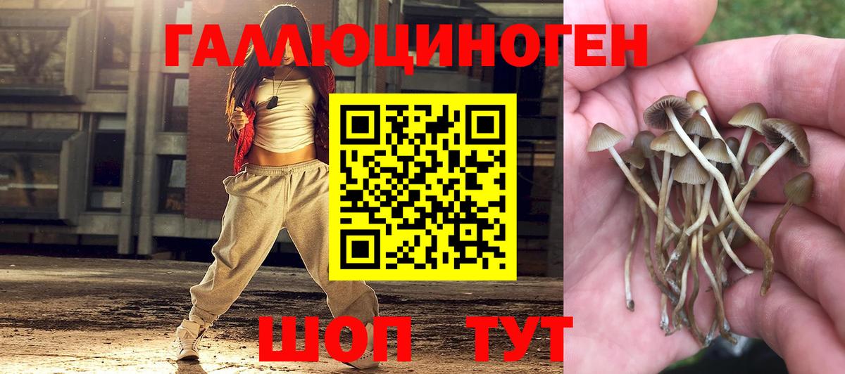 Галлюциногенные грибы Psilocybine cubensis  Южноуральск 