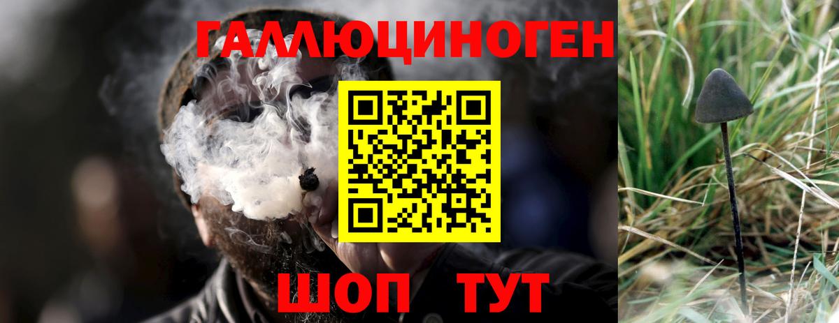 Псилоцибиновые грибы Psilocybe  Вход с VPN  Южноуральск 